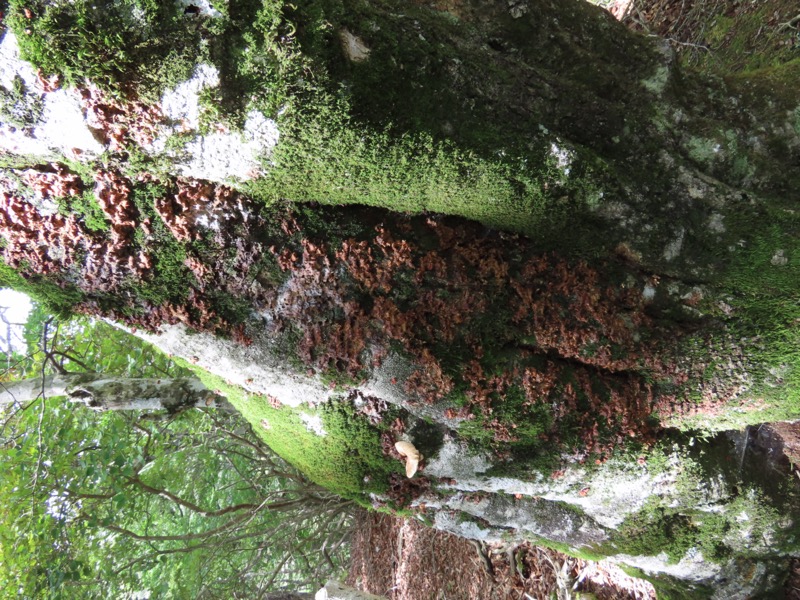 黒岳　御坂山