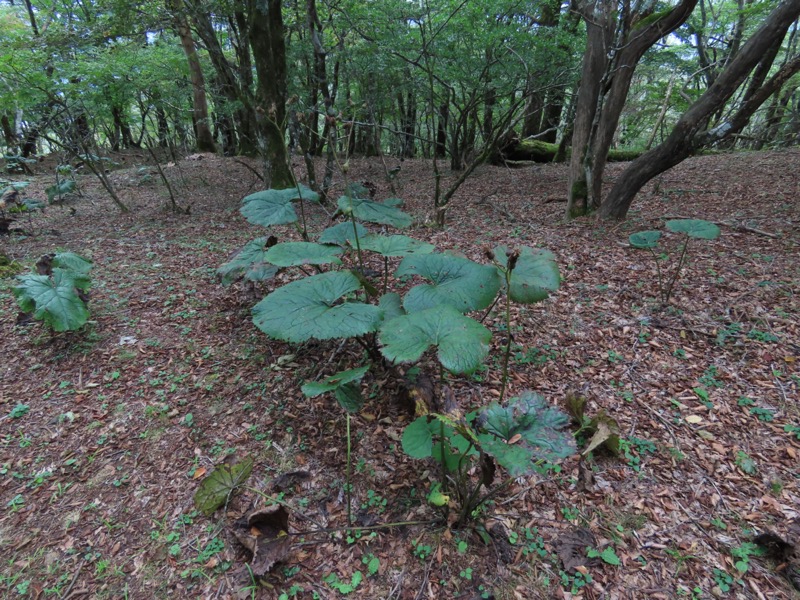 黒岳　御坂山