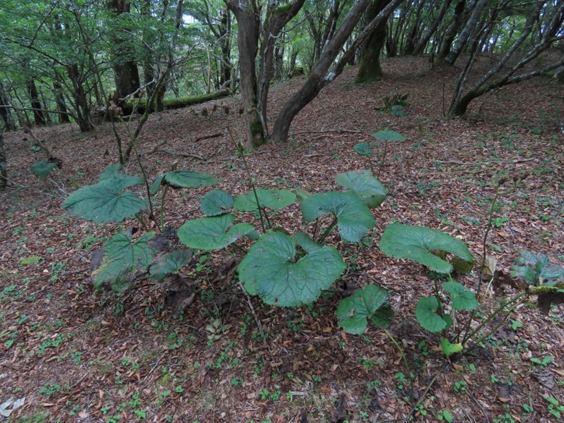 黒岳　御坂山