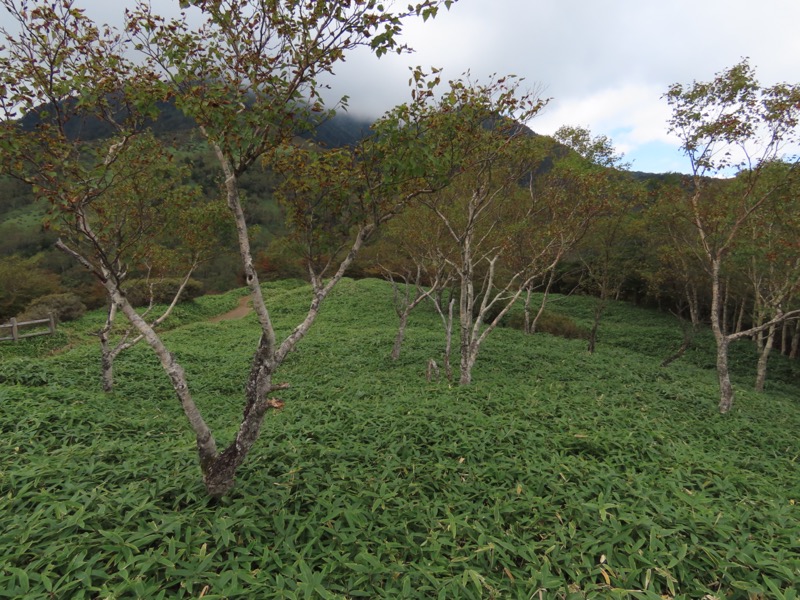 霧降高原　丸山