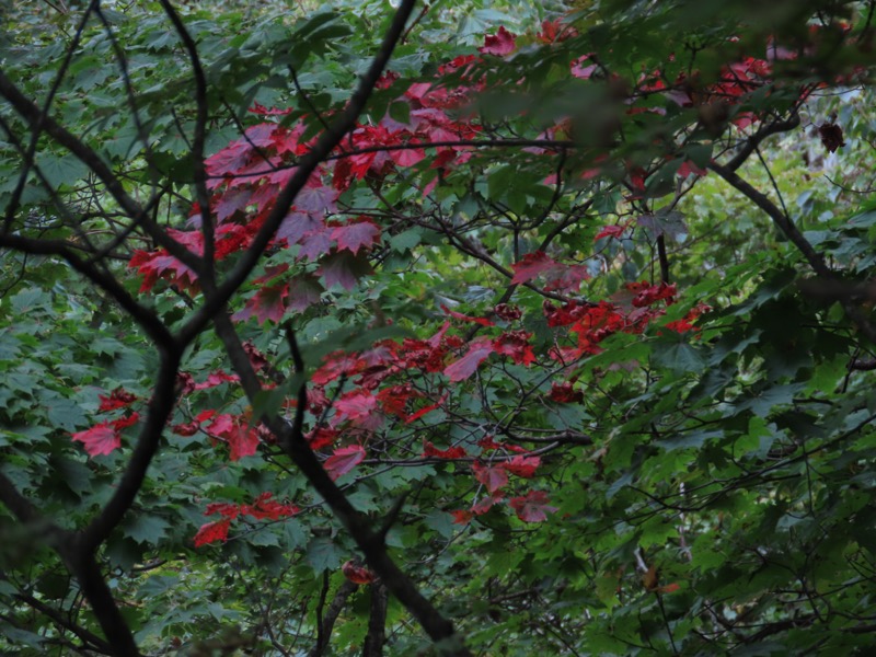 霧降高原　丸山