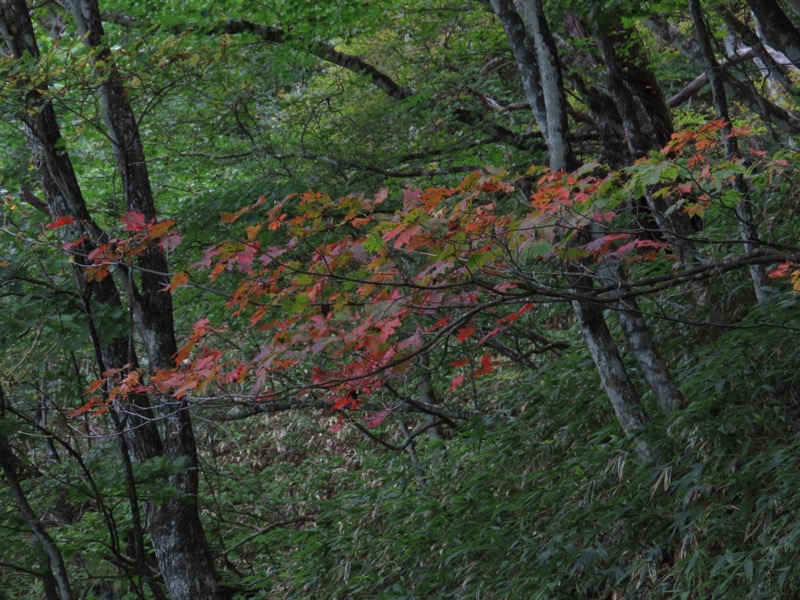 霧降高原　丸山