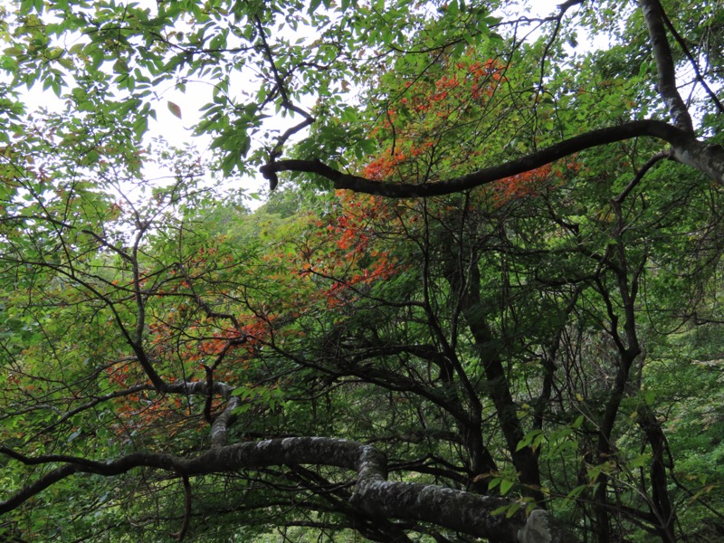 霧降高原　丸山