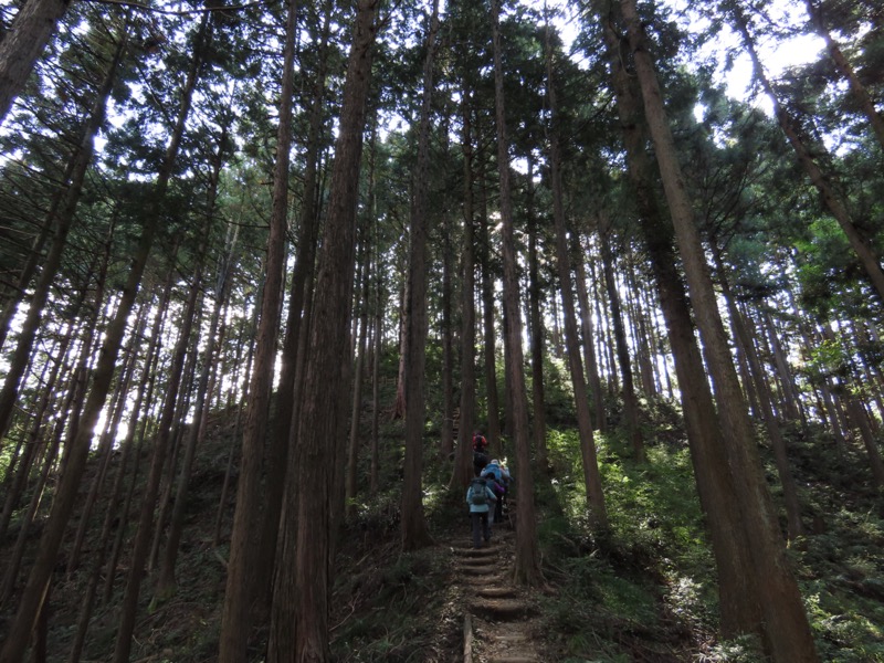 青梅丘陵