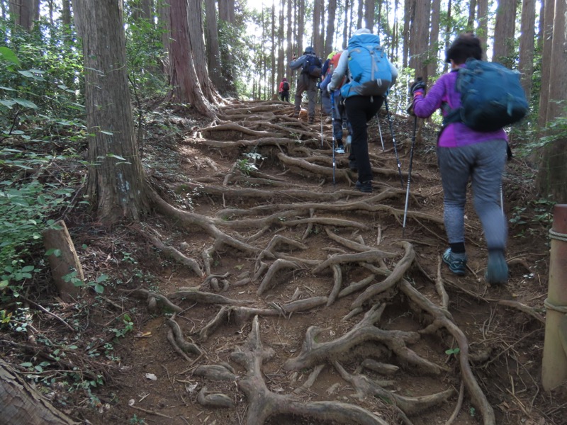 青梅丘陵