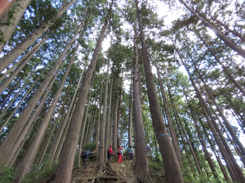 青梅丘陵