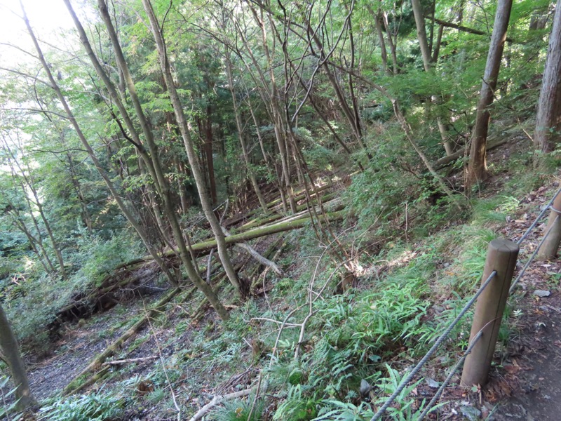 青梅丘陵