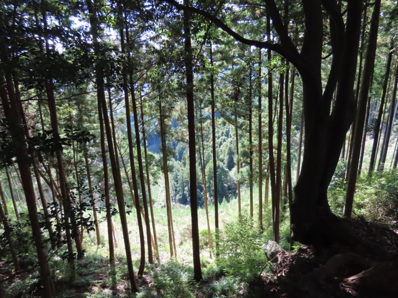 青梅丘陵