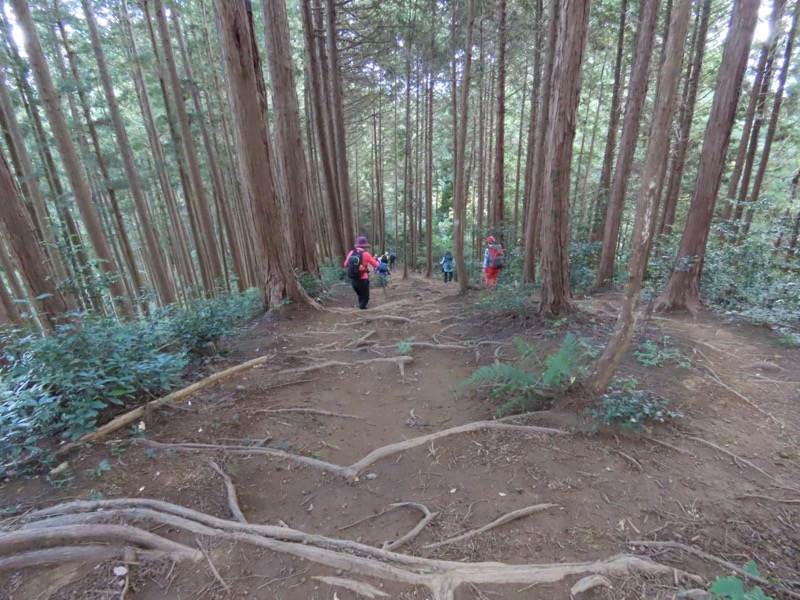 青梅丘陵