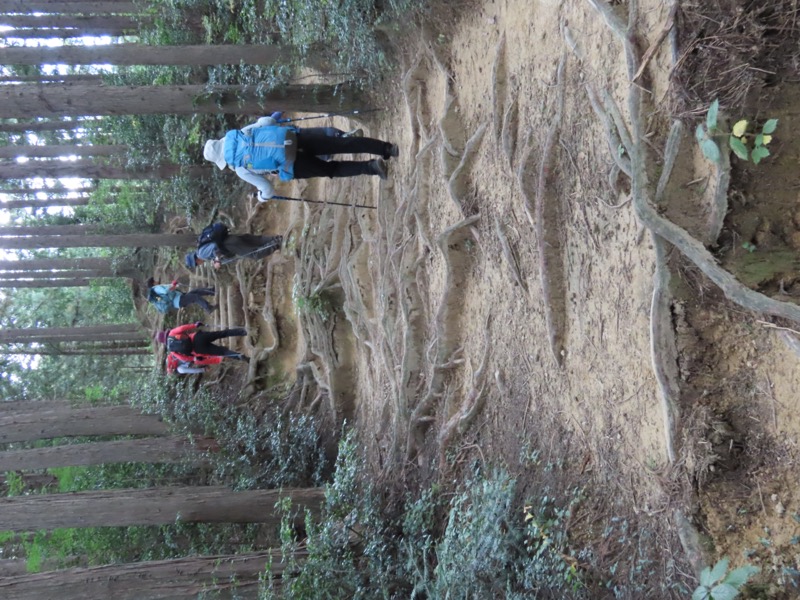 青梅丘陵