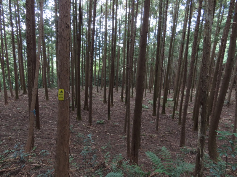 青梅丘陵