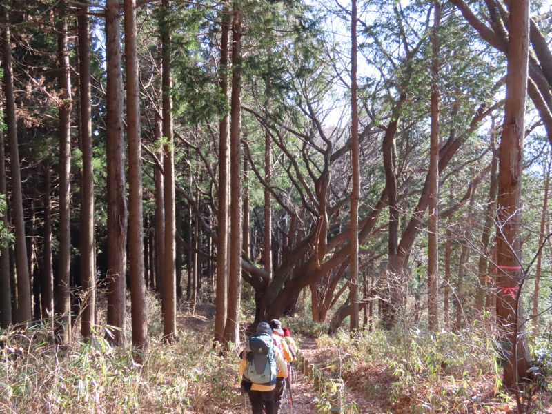 陣馬山