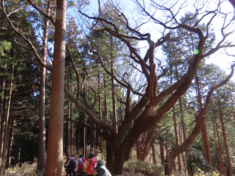 陣馬山