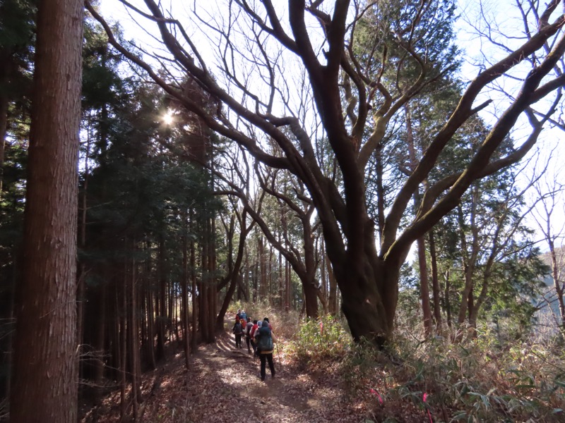 陣馬山