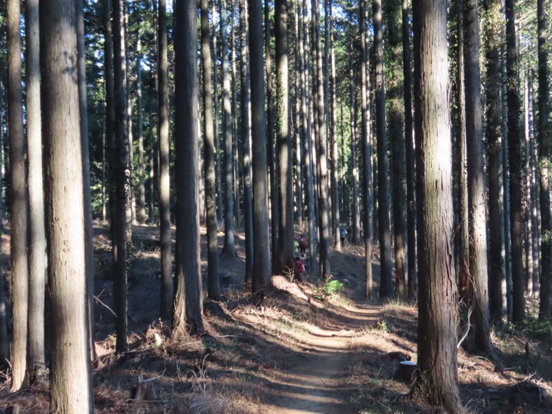 陣馬山