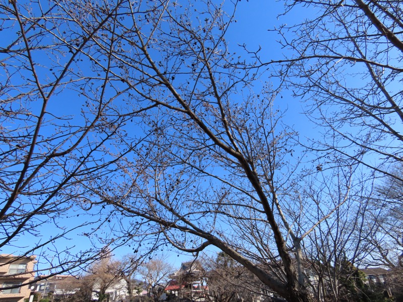 渋沢丘陵