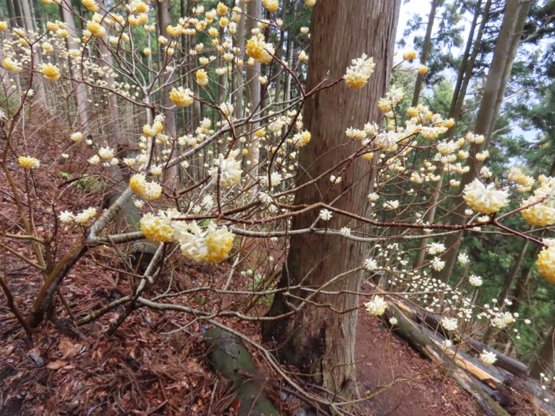 ミツバ岳