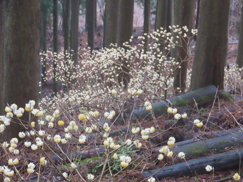 ミツバ岳