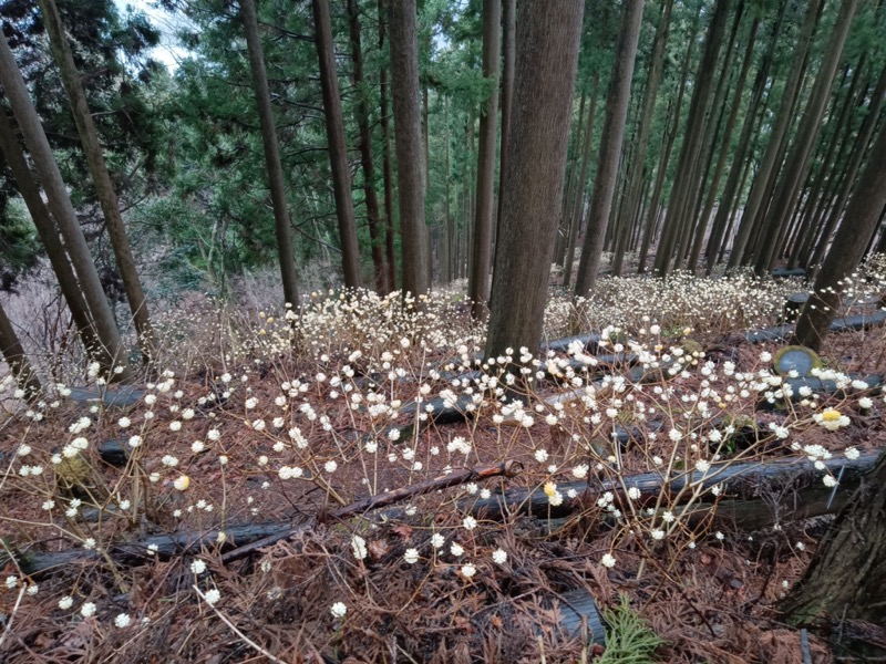 ミツバ岳