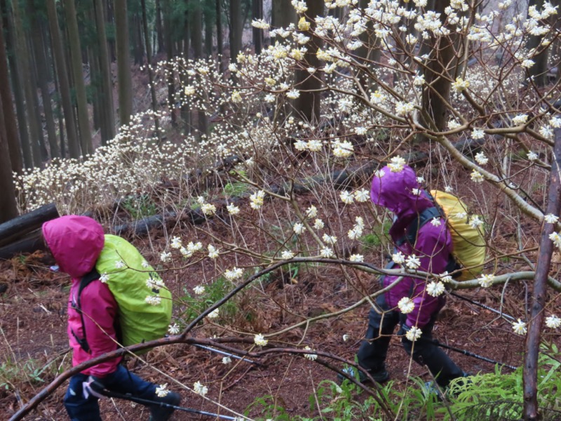 ミツバ岳