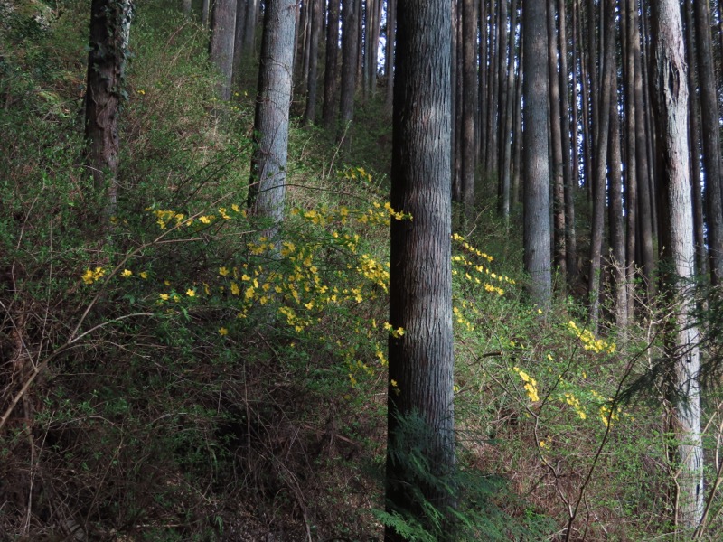 本仁田山