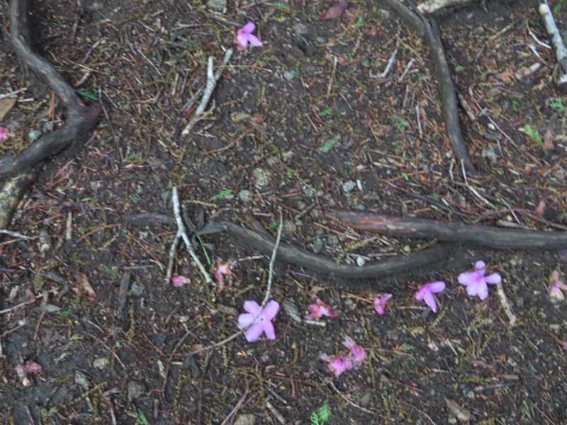 笹子雁ヶ腹摺山