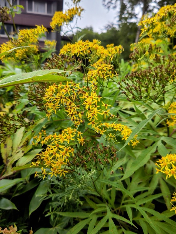 蝶ヶ岳、上高地右岸歩道