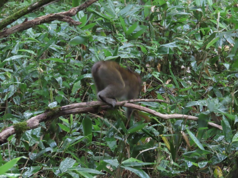 蝶ヶ岳、上高地右岸歩道