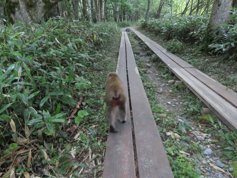 蝶ヶ岳、上高地右岸歩道