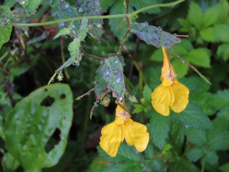 蝶ヶ岳、上高地右岸歩道