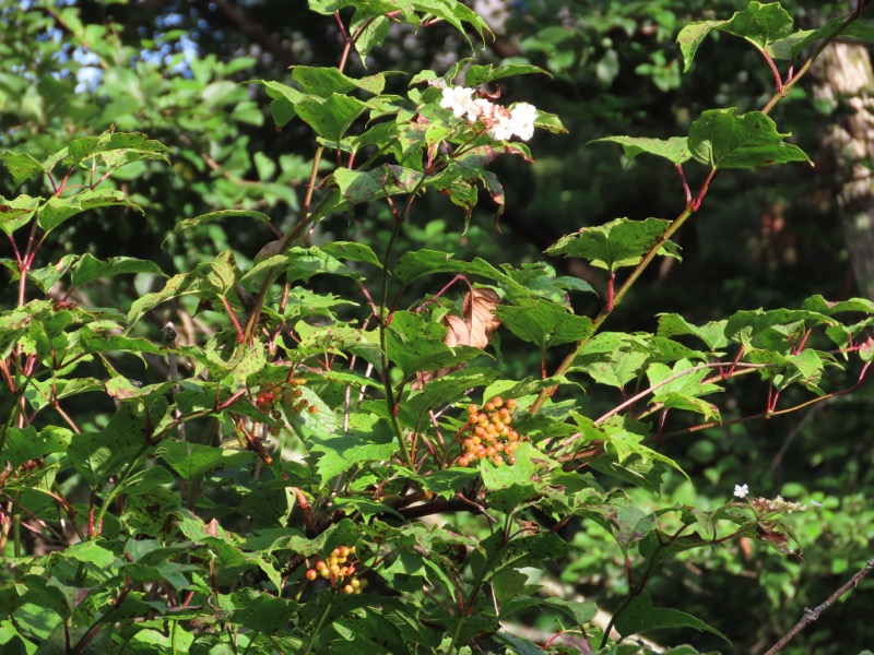 蝶ヶ岳、上高地右岸歩道