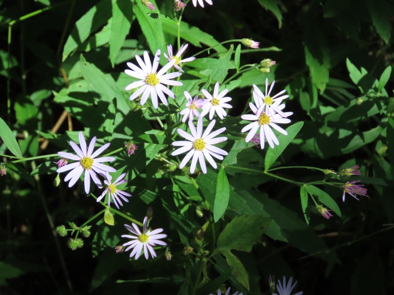 蝶ヶ岳、上高地右岸歩道