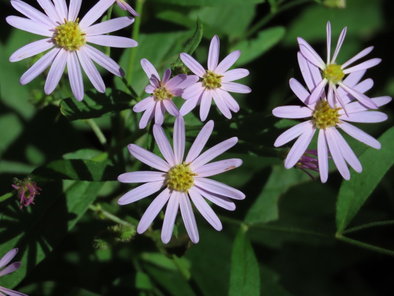 蝶ヶ岳、上高地右岸歩道