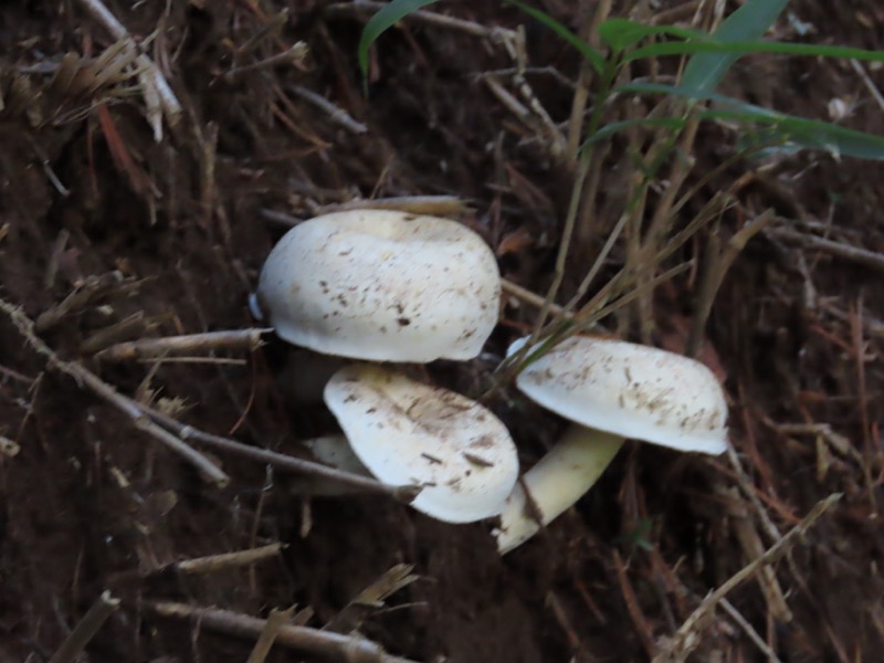 蝶ヶ岳、上高地右岸歩道