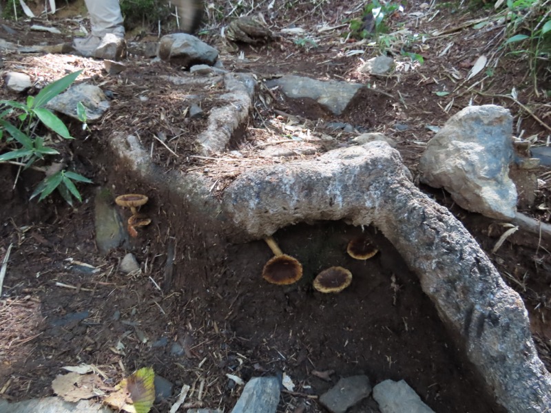 蝶ヶ岳、上高地右岸歩道