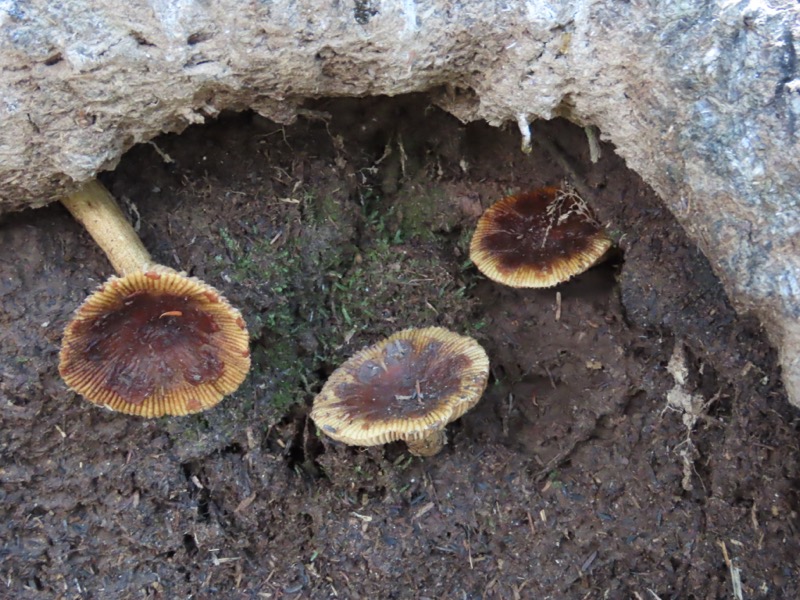 蝶ヶ岳、上高地右岸歩道