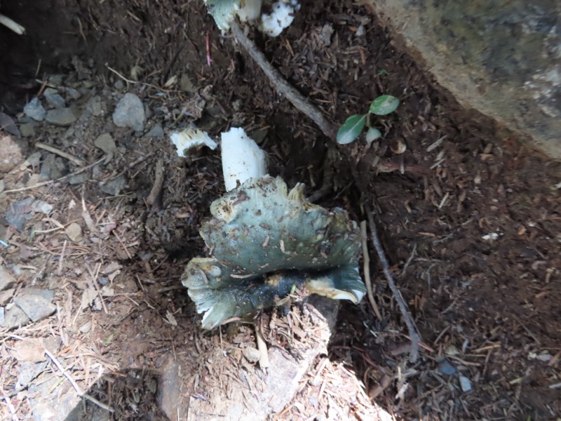 蝶ヶ岳、上高地右岸歩道