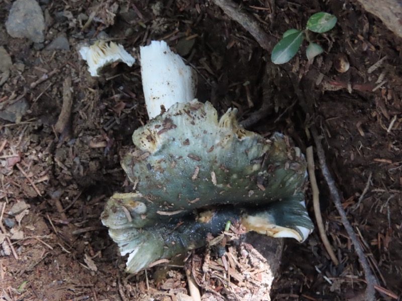 蝶ヶ岳、上高地右岸歩道