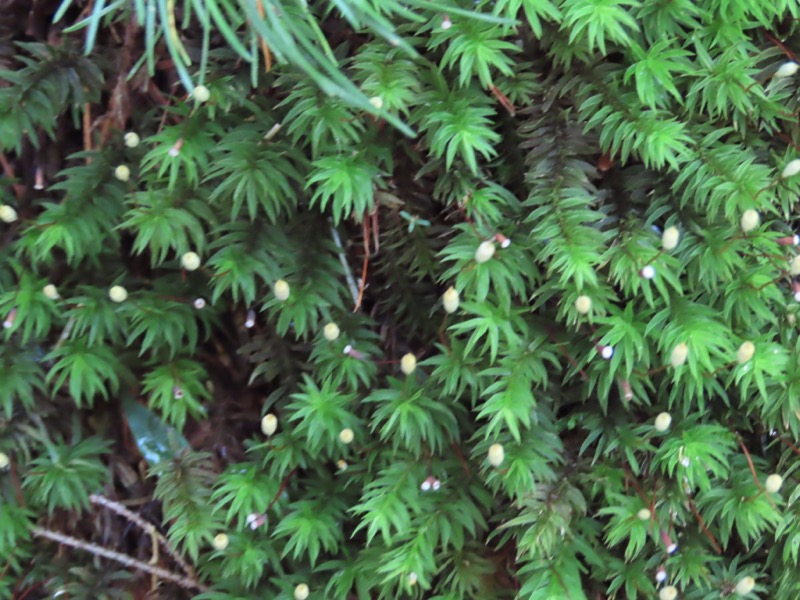 蝶ヶ岳、上高地右岸歩道