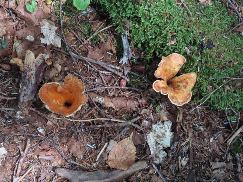 蝶ヶ岳、上高地右岸歩道