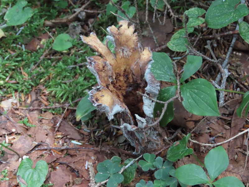 蝶ヶ岳、上高地右岸歩道