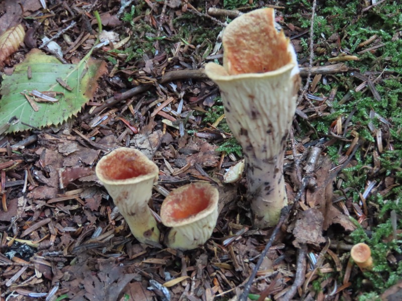 蝶ヶ岳、上高地右岸歩道