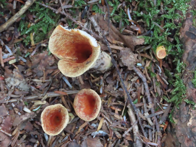 蝶ヶ岳、上高地右岸歩道