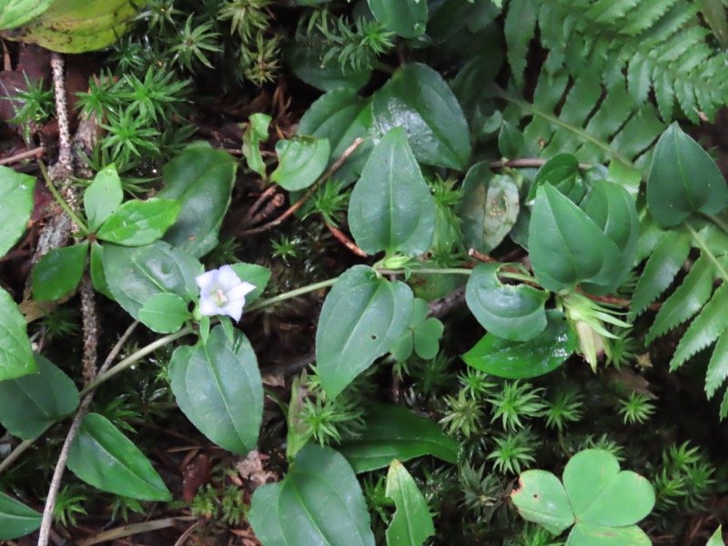 蝶ヶ岳、上高地右岸歩道