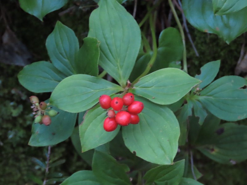 蝶ヶ岳、上高地右岸歩道