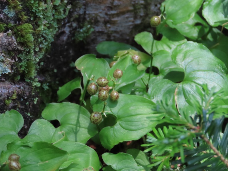 蝶ヶ岳、上高地右岸歩道