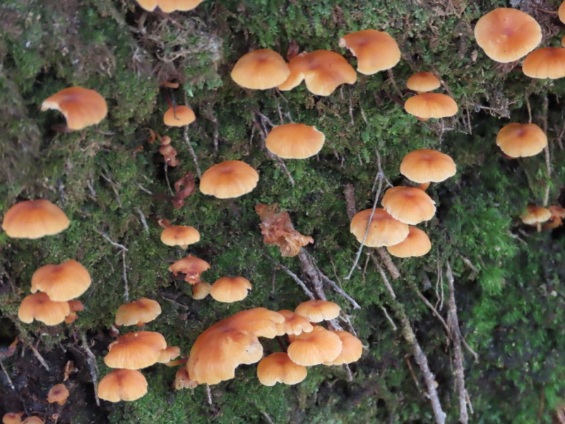 蝶ヶ岳、上高地右岸歩道