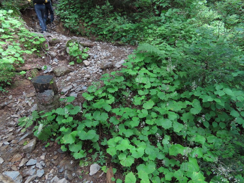 蝶ヶ岳、上高地右岸歩道