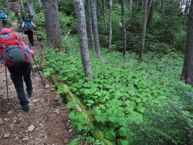 蝶ヶ岳、上高地右岸歩道