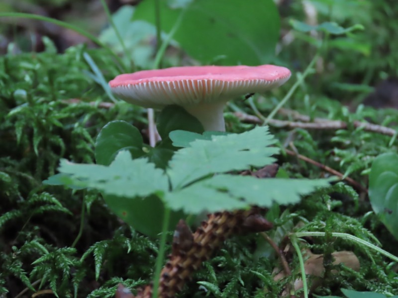 蝶ヶ岳、上高地右岸歩道